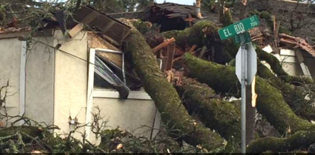 Ukiah Northern California Woman Killed By Downed Tree Had Asked Landlord To Remove It